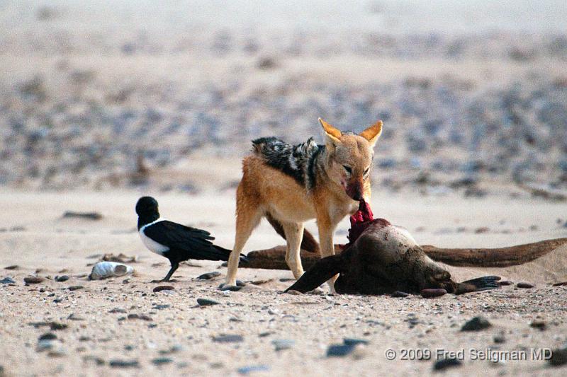 20090605_155109 D300 X1.jpg - Various stages of the Jackal feeding on the seal